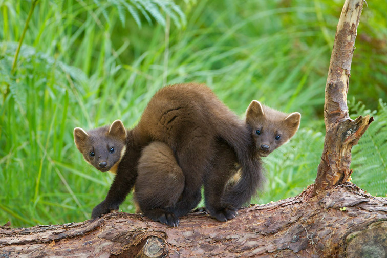 Pine marten Martes martes, two youngsters entwined on log in forest, Beinn Eighe NNR, Scotland, July